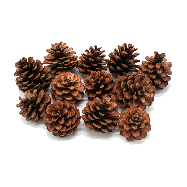 Piñas naturales 12 u.