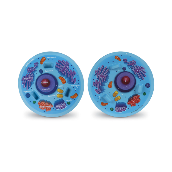 Modelo célula animal sección transversal