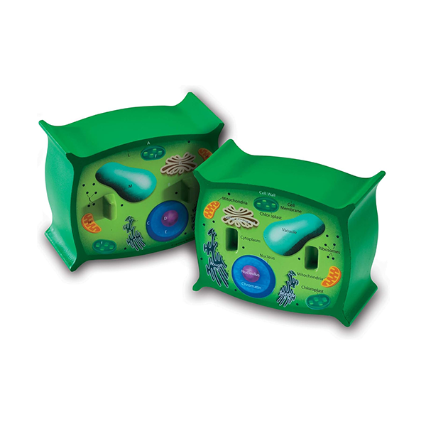 Modelo célula vegetal de sección transversal