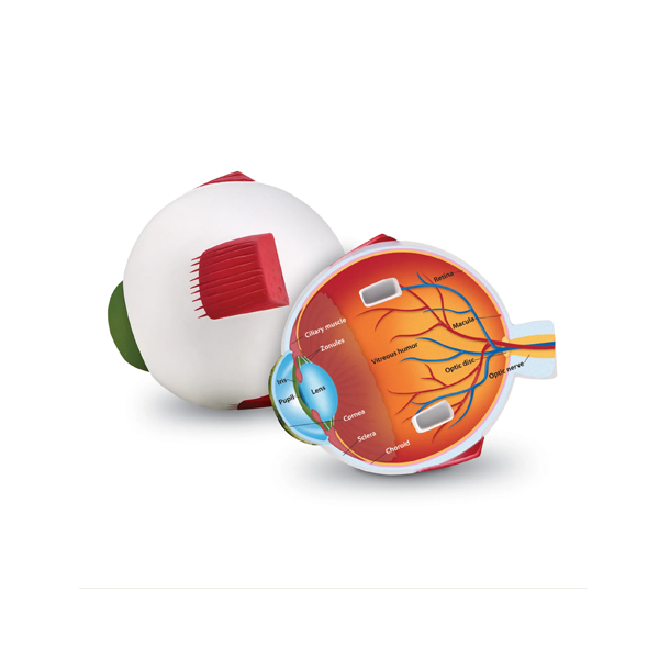 Modelo ojo sección transversal