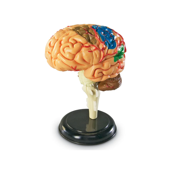 Modelo anatomía: El cerebro